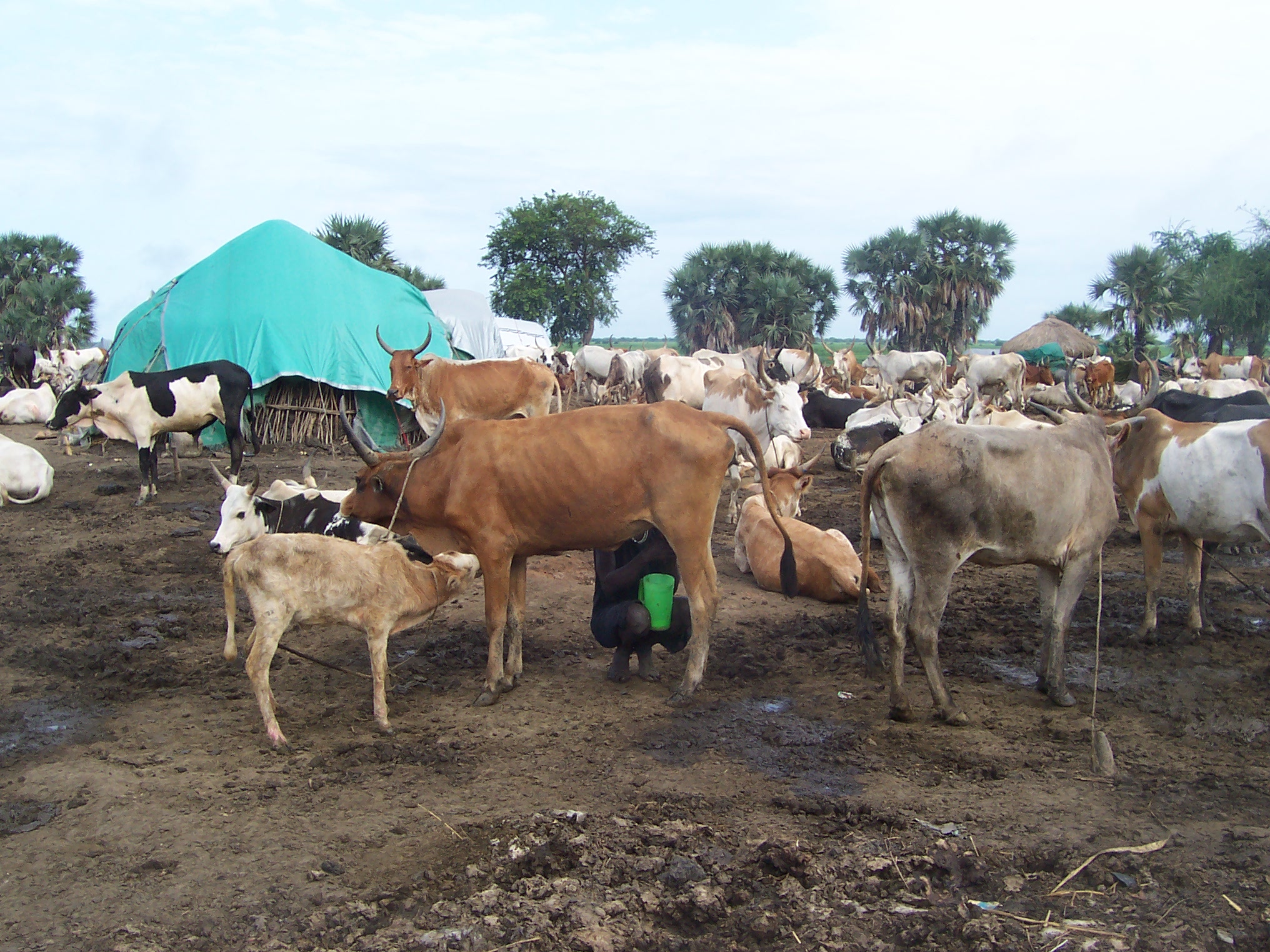 Livestock and shelters in a pastoral setting